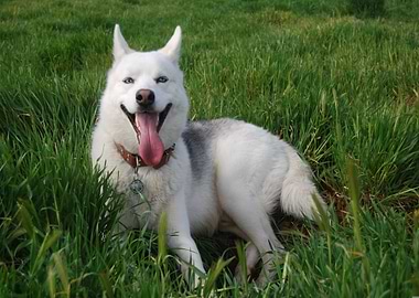 Happy Husky in Green Grass