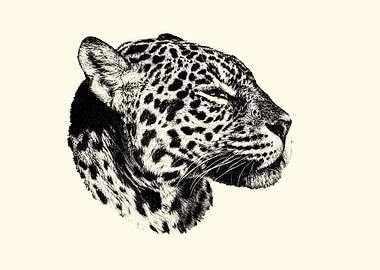 Jaguar Portrait in Black and White