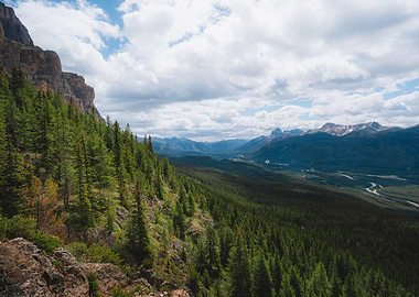 Forest in the Canadian Rockies