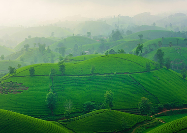 Lush Green Tea Plantation Hills