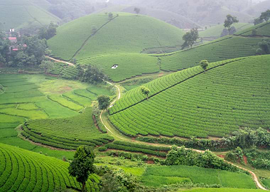Lush Green Tea Plantation Landscape