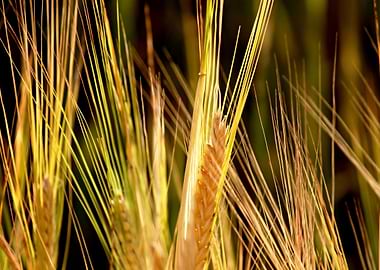 Golden Wheat Field Close-Up