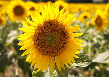 Sunflower field in full bloom