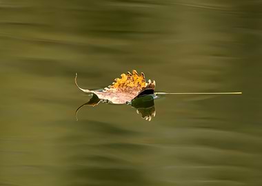 Floating Autumn Leaf