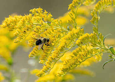 Bee on Goldenrod Flowers