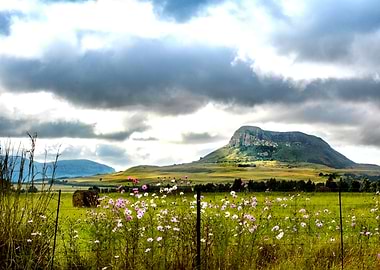 Landscape with Cosmos Flowers and Mountain