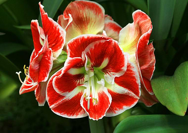 Red and White Amaryllis Flower Bloom