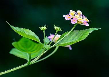 Lantana Flower Close-Up