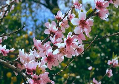 Pink blossoms on tree branch