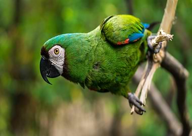 Green Parrot on Branch