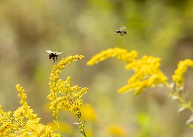 Bumblebee and Wasp on Goldenrod Flowers