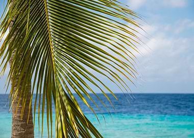 Lush Glam Palm Ocean 1