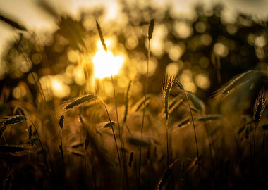 Golden Wheat Field at Sunset