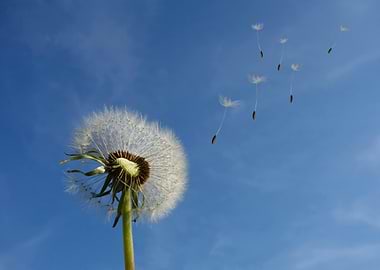 Dandelion Seeds in the Blue Sky