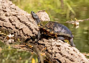 Turtle on a Log in Nature