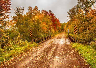 Quiet Road Through Autumn Forest