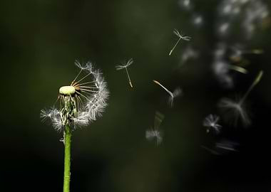 Dandelion seeds blowing in the wind