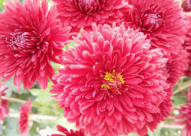Close-up of Red Chrysanthemum Flowers