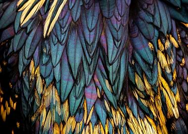 Iridescent Feathers Close-Up
