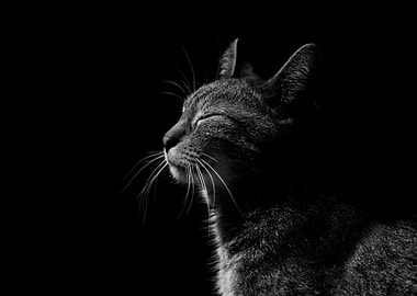 Monochrome Cat Portrait