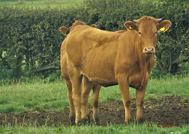 Brown Cows in a Green Field