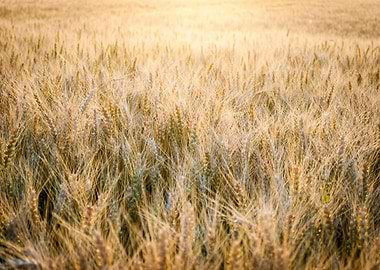 Golden Wheat Field in Sunlight