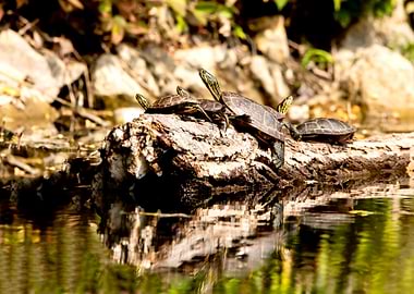 Turtles basking on a log