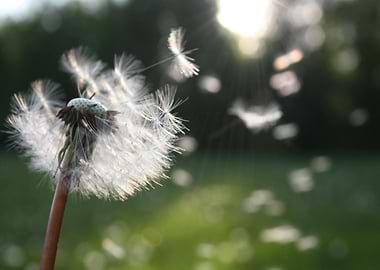 Dandelion Seeds in the Wind