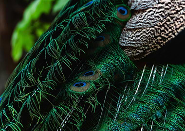Peacock Feather Close-Up