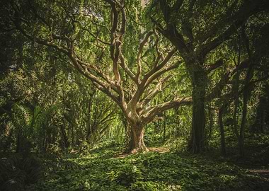 Lush Green Forest with Large Tree