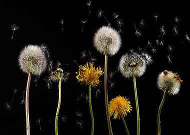Dandelions on Black Background