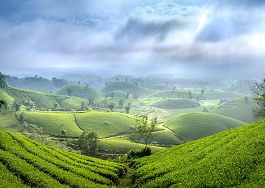 Lush Green Tea Plantation Landscape