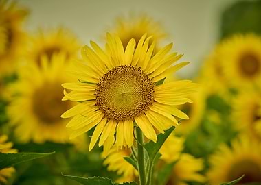 Field of Vibrant Yellow Sunflowers