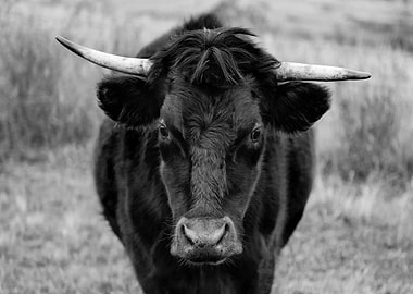 Black and White Cow Portrait