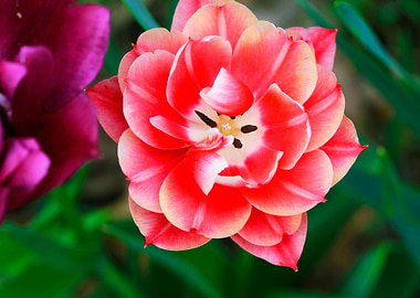 Close-up of a Red and White Tulip