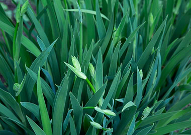 Green Iris Leaves and Buds