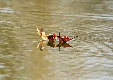 Autumn Leaf Floating in the Pond