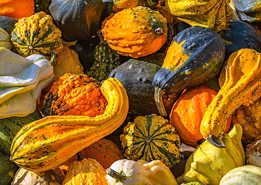 Colorful Autumn Gourds and Pumpkins