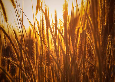 Golden Grass at Sunset