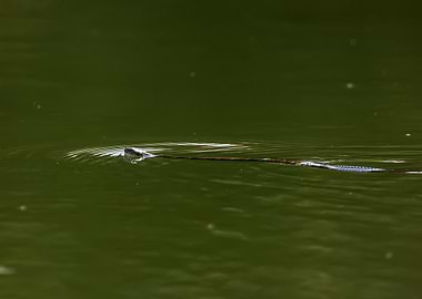 Snake swimming in green water