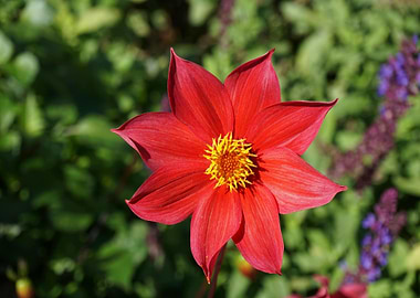 Red Dahlia Flower Close-Up