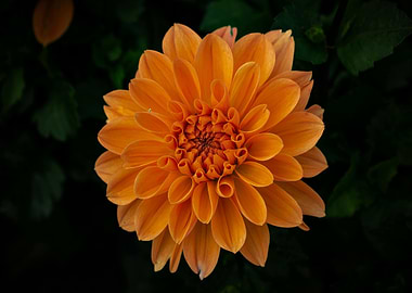 Orange Dahlia Flower Close-Up