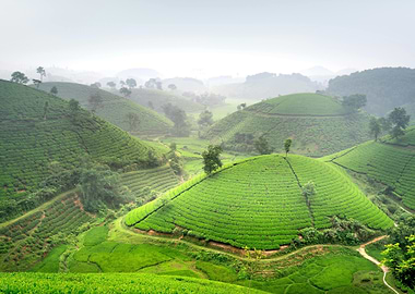 Lush Green Tea Plantation Hills