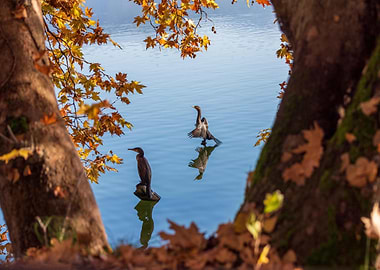 Cormorants on a Lake in Autumn