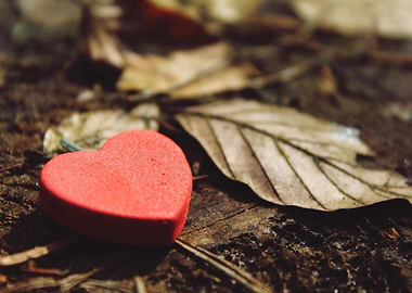 Red Heart on Forest Floor