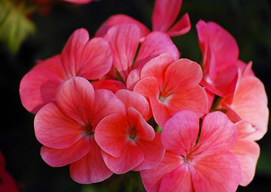 Pink Geranium Flowers Close-Up
