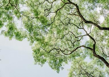 Tree Canopy Against Sky