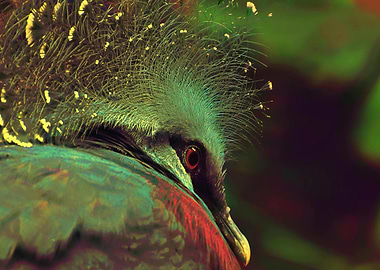 Victoria Crowned Pigeon Close-Up