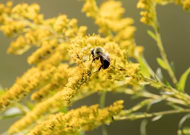 Bumblebee on Goldenrod Flowers