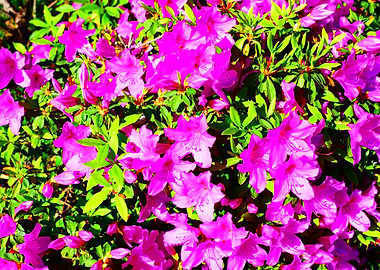 Bright Pink Azalea Bush Close-Up